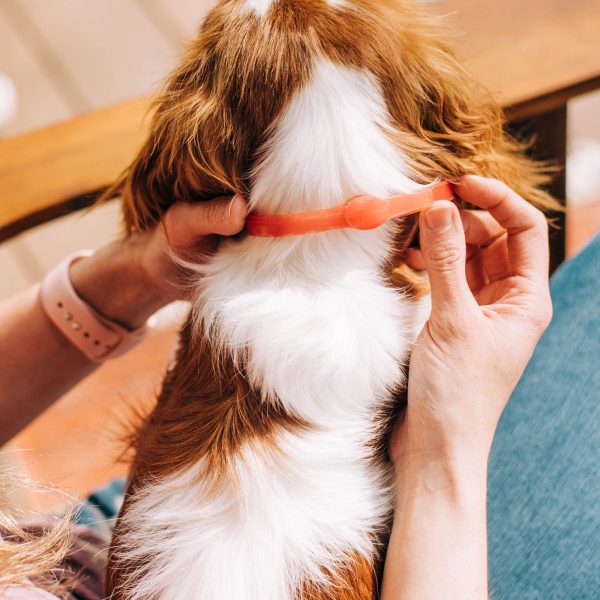 12-Month Flea & Tick Collar for Dogs Cheap - Image 4